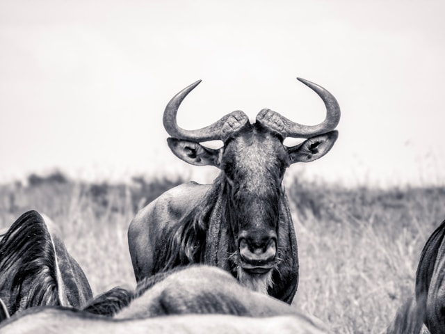 Quelles merveilles cachées attendent à être découvertes dans les réserves naturelles d’Afrique ?